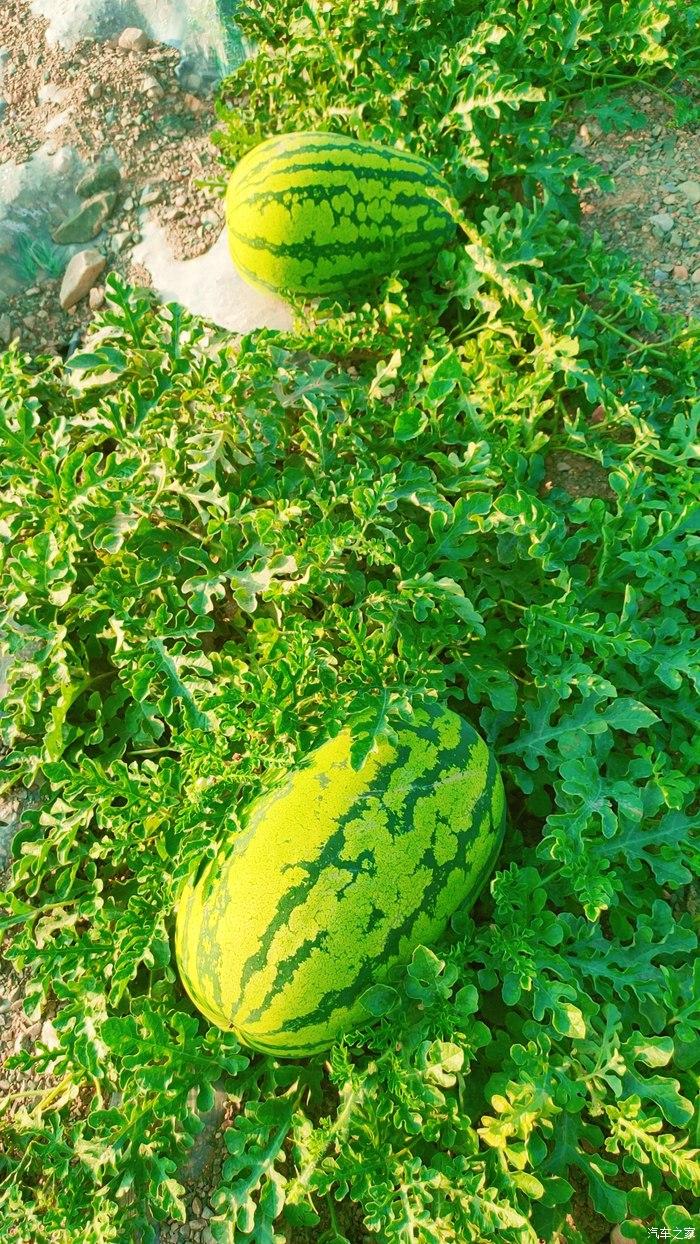 周末开风光580赏万亩硒砂瓜田好风景 - 知乎