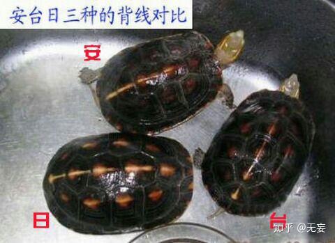 关于黄缘品种的区分