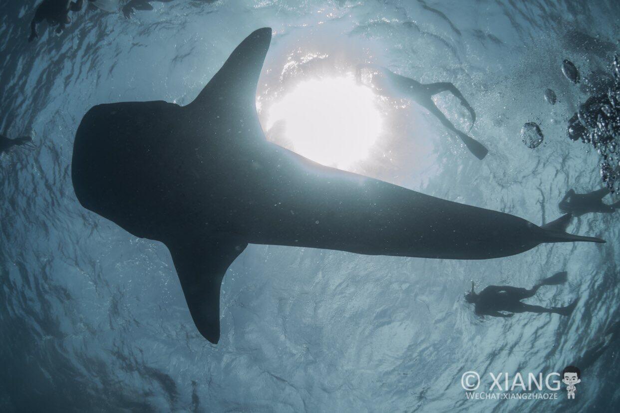 whale shark 鯨鯊