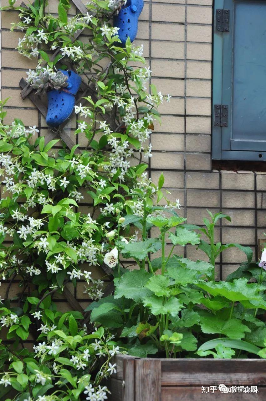 介绍两款攀藤植物圆自己有个花墙的梦