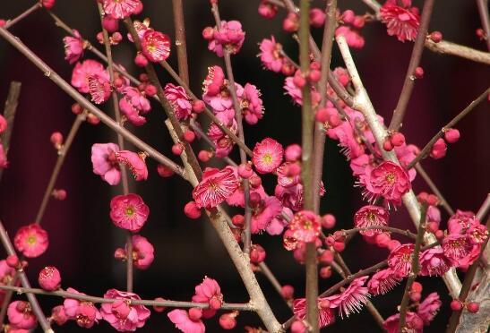 省會中心:直轄市:北京市--月季,菊花;上海市--玉蘭;天津市--月季;重慶