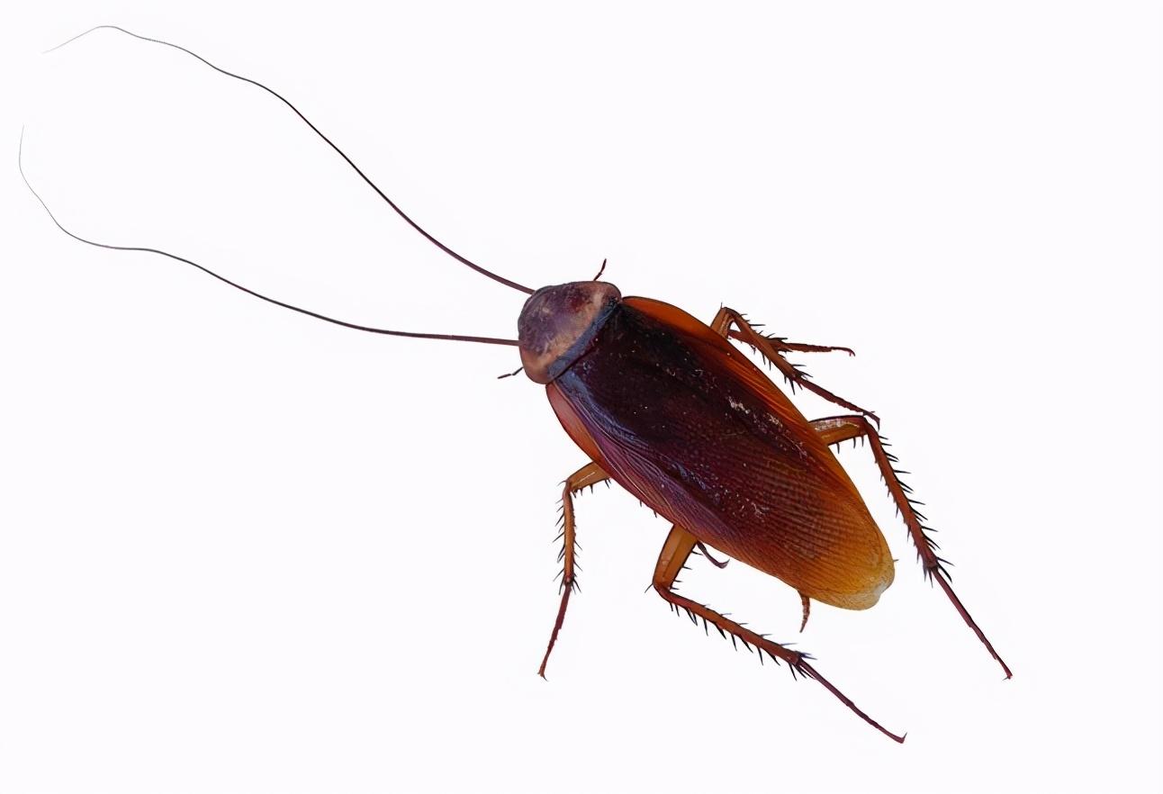 大强虫控:常见蟑螂黑胸大蠊的习性和防治措施