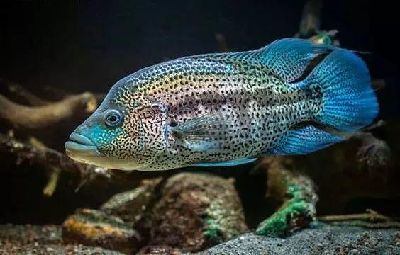 被称为美鲷王的凶狠狼鲷打爆美洲慈鲷还硬扛食人鱼找存在感