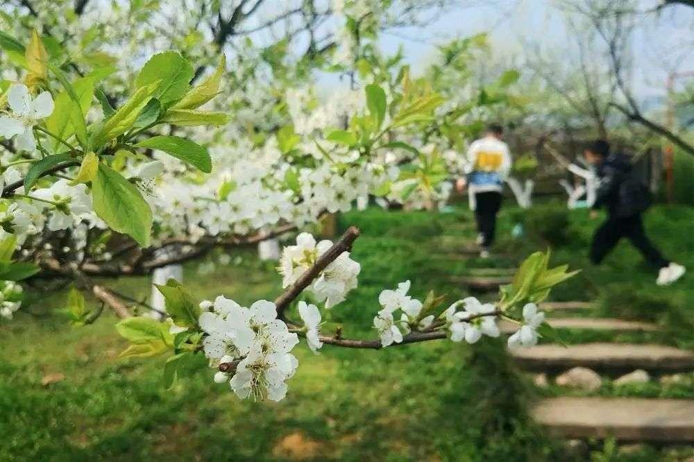 成都彭州葛仙山果徠咖啡莊園,陳誠我們的民宿背靠葛仙山景區,景區的