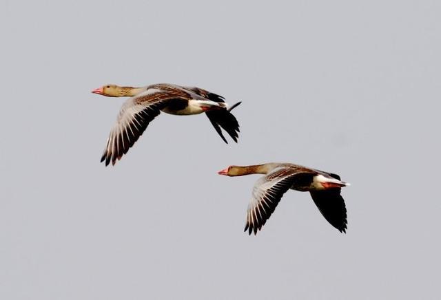 中华神禽志 水鸟 (七)鸭(戊)雁,南来北往云中客,我佛慈悲显真身