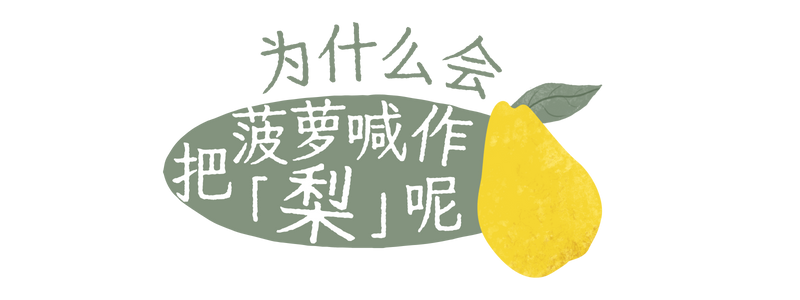 为什么闽南人把菠萝叫作“梨”? - 知乎