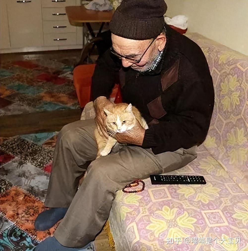 “养猫”VS“不养猫”的人,多年后,身体差别太明显了! - 知乎