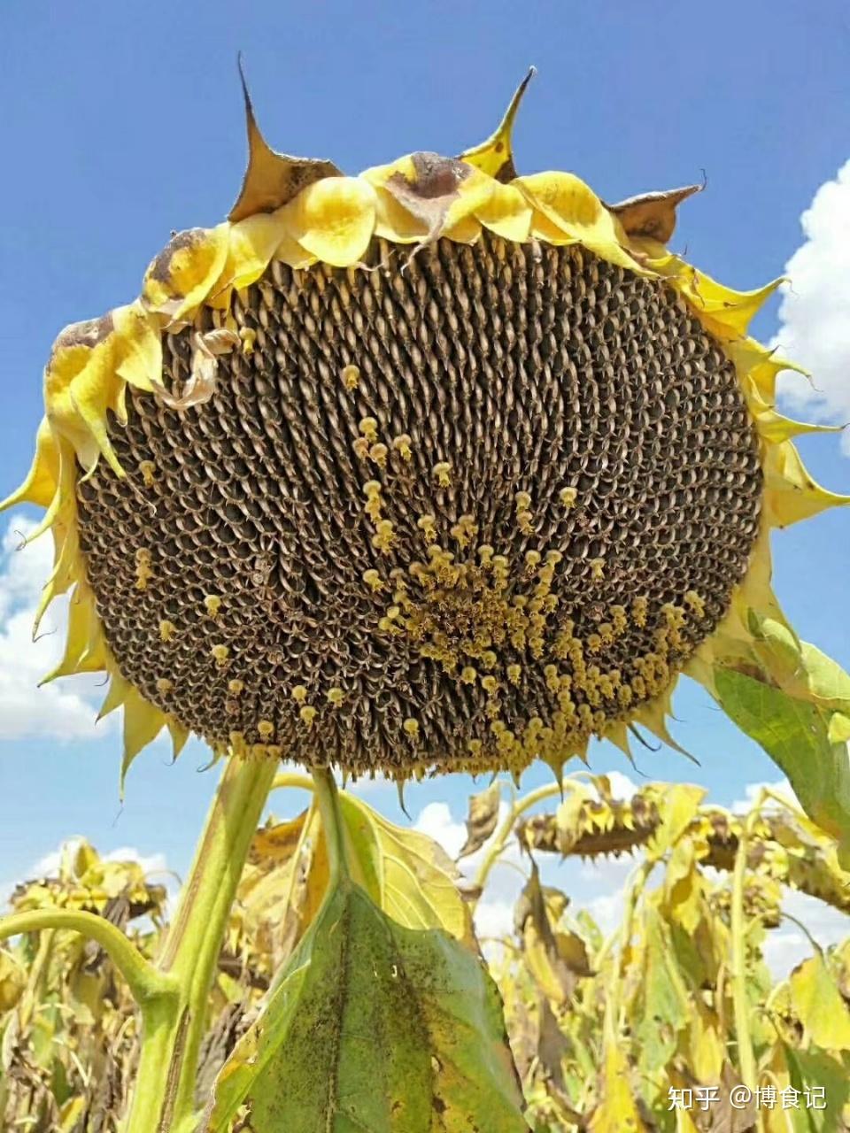 sh363是由三瑞农科与隆平高科联合开发的明星葵花种.