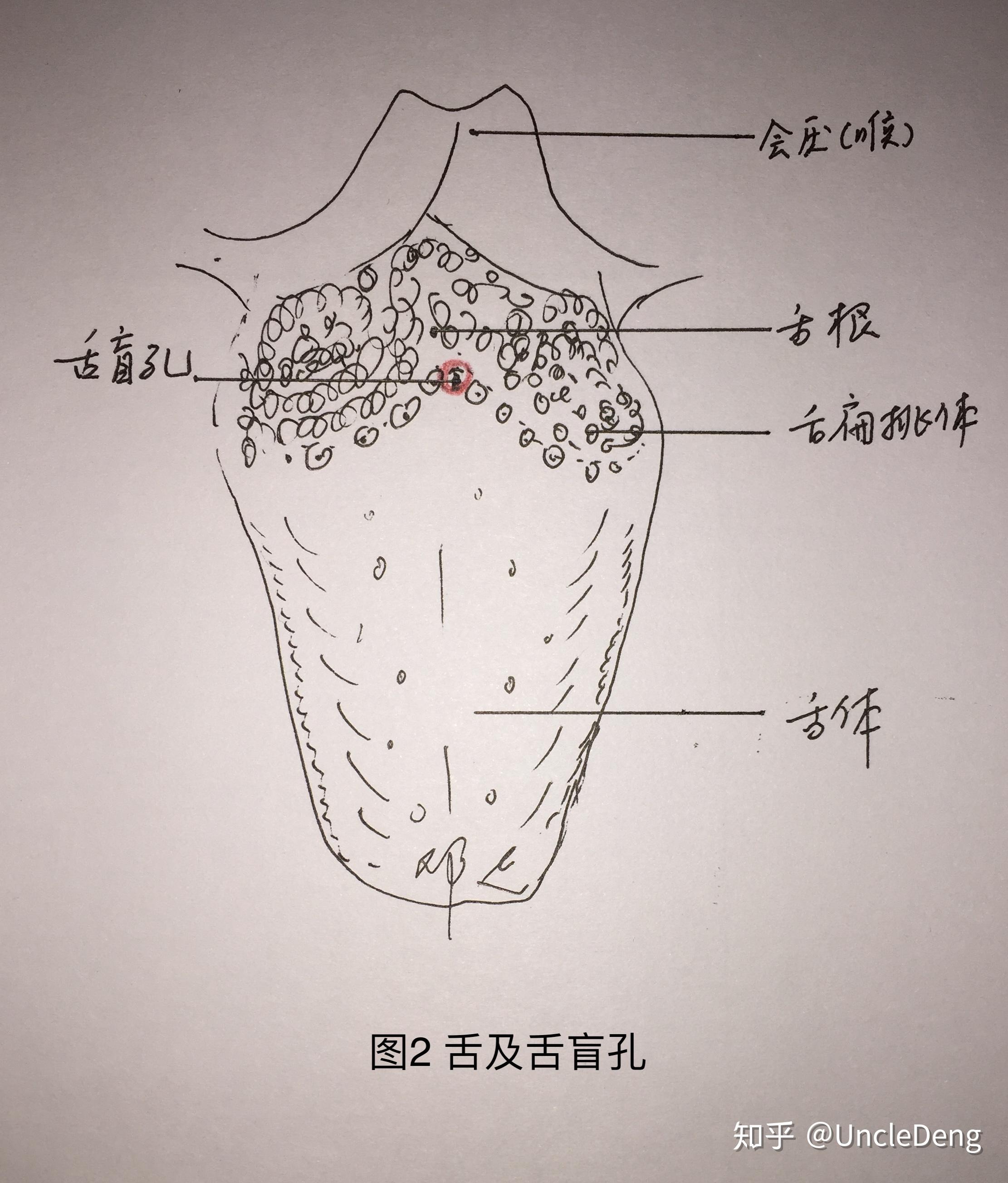 什么甲状腺还能长错地方