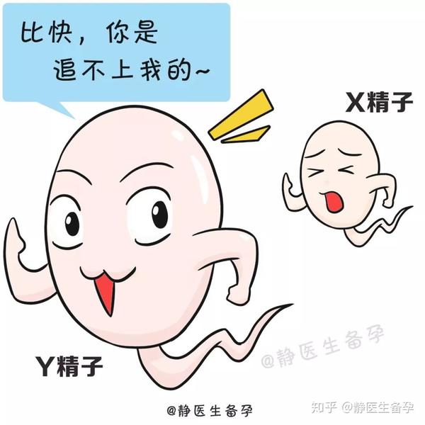 排卵期or排卵日 哪天更容易受孕 知乎