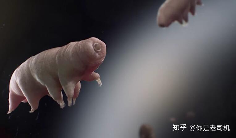 人体也能防辐射科学家破解水熊虫关键基因能应用在人类身上
