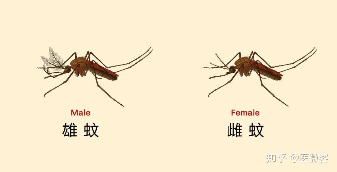 蚊子为什么只咬你? - 知乎