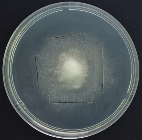 实验方案系列 | 核盘菌遗传转化系统的建立 - 知乎