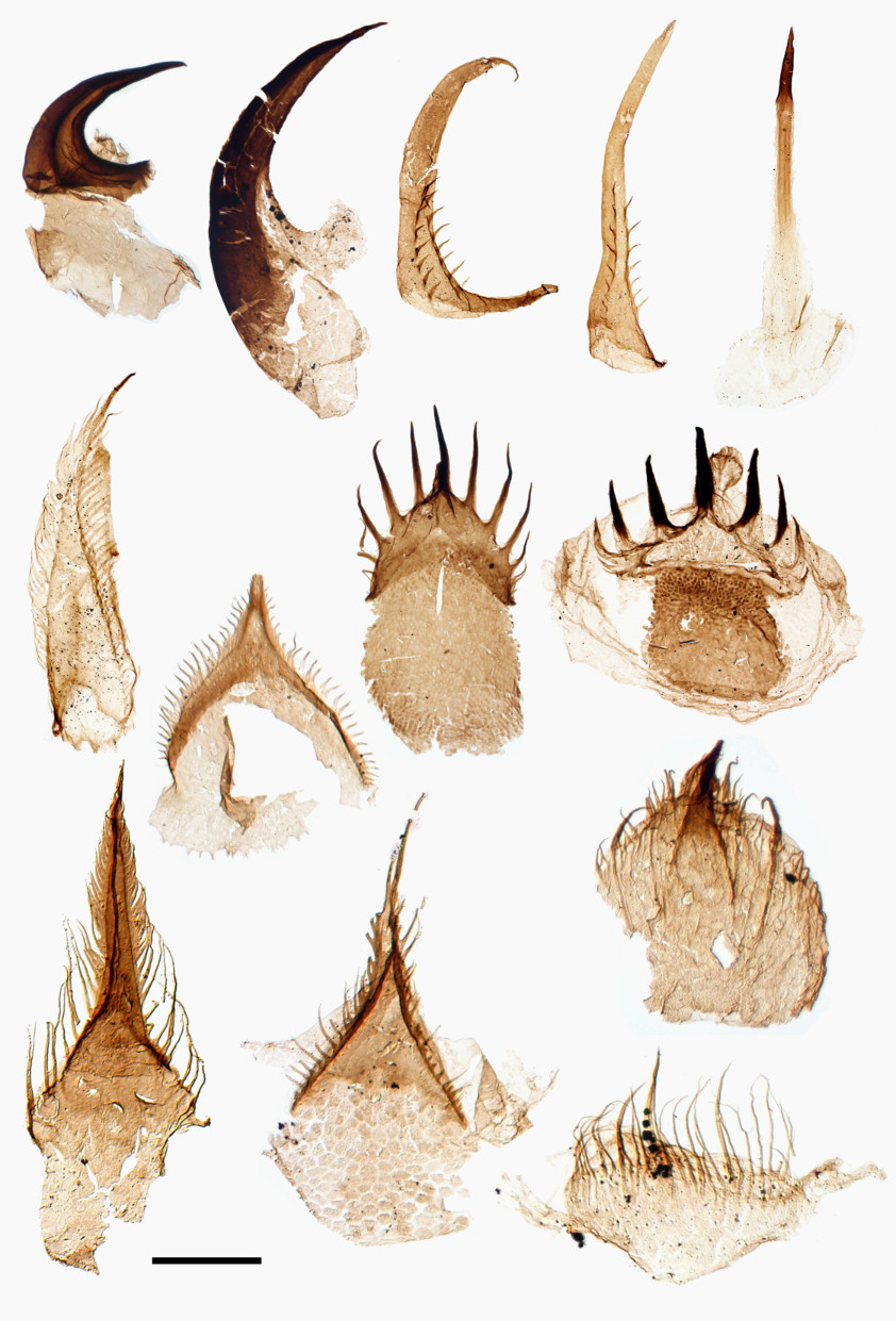 奥托虫是一种平均长度为8厘米的恐怖的蠕虫状动物