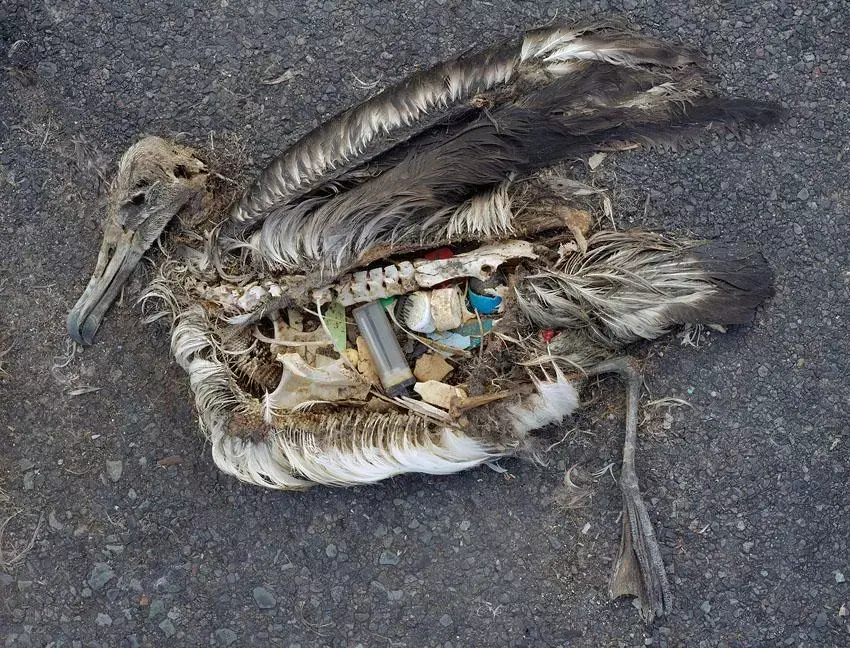 你乱扔的那些塑料垃圾终于盼来了被你吃下肚的这一天