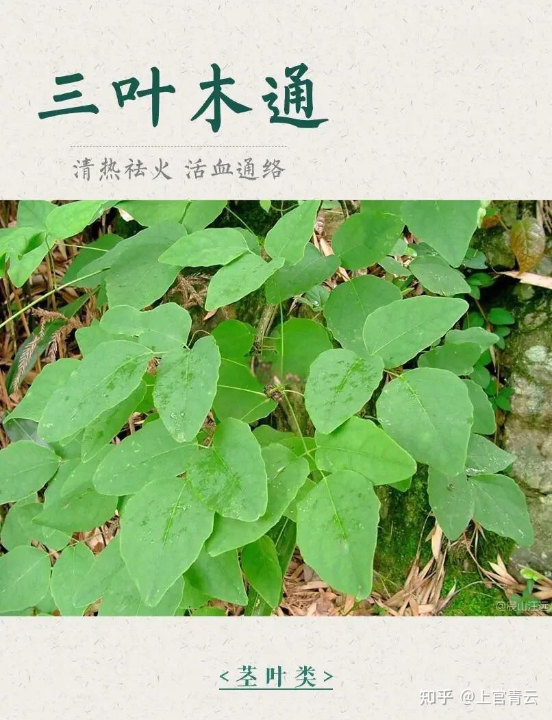 木通的功效与作用 - 知乎