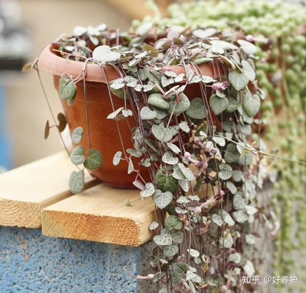 疯传朋友圈的十种垂吊植物 美爆了 甩绿萝几条街 知乎