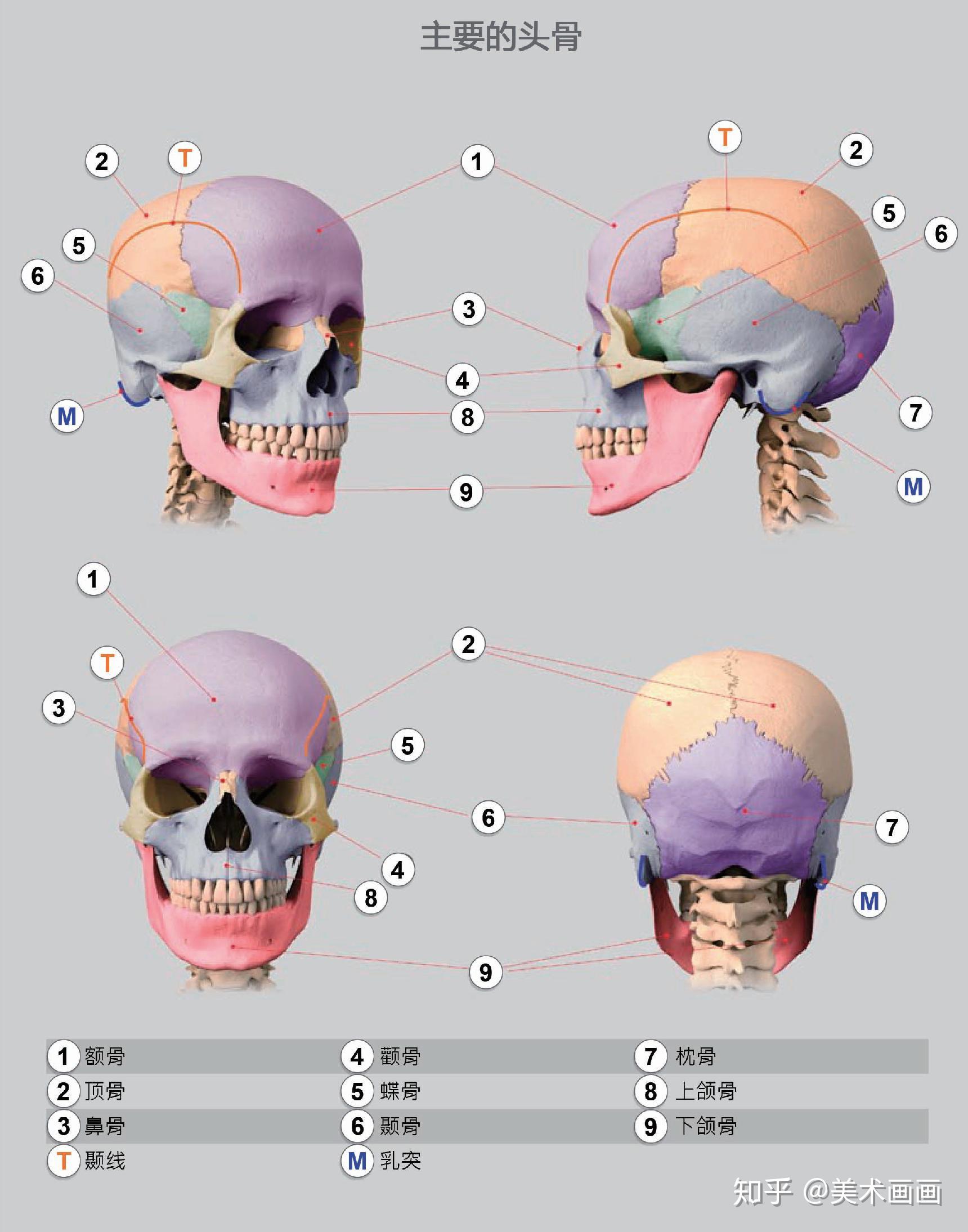 人脸骨骼结构图片