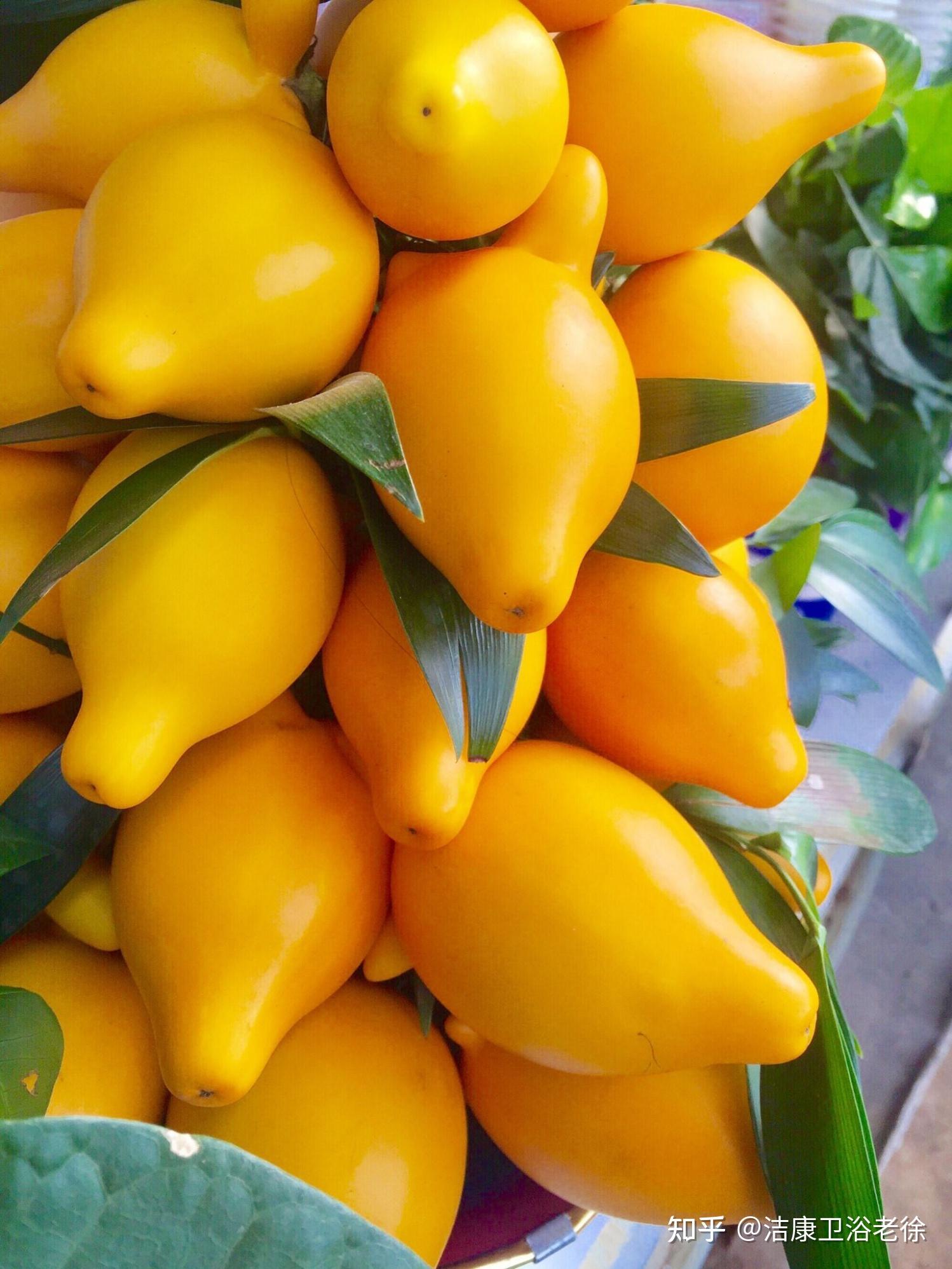 五指果外来入侵物种