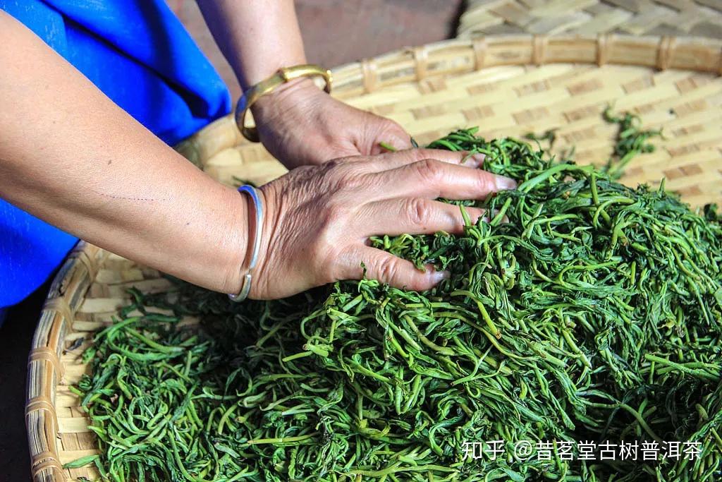 【茶工艺】普洱茶的好滋味都是“揉捻”出来的! - 知乎