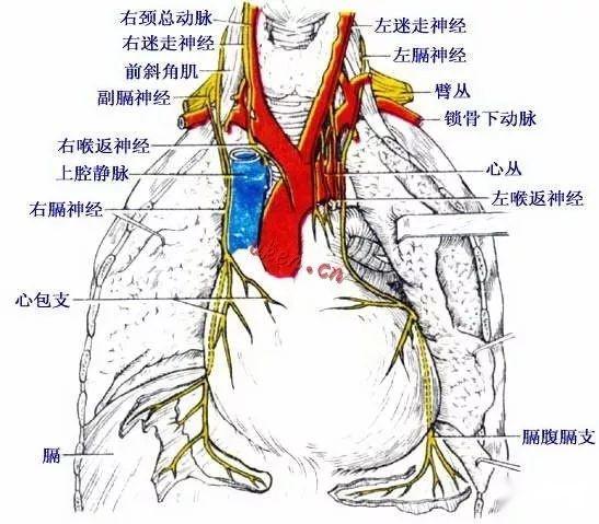 手术特点:膈肌与环杓后肌同步放电,电冲动强神经纤维数多,神经再支配