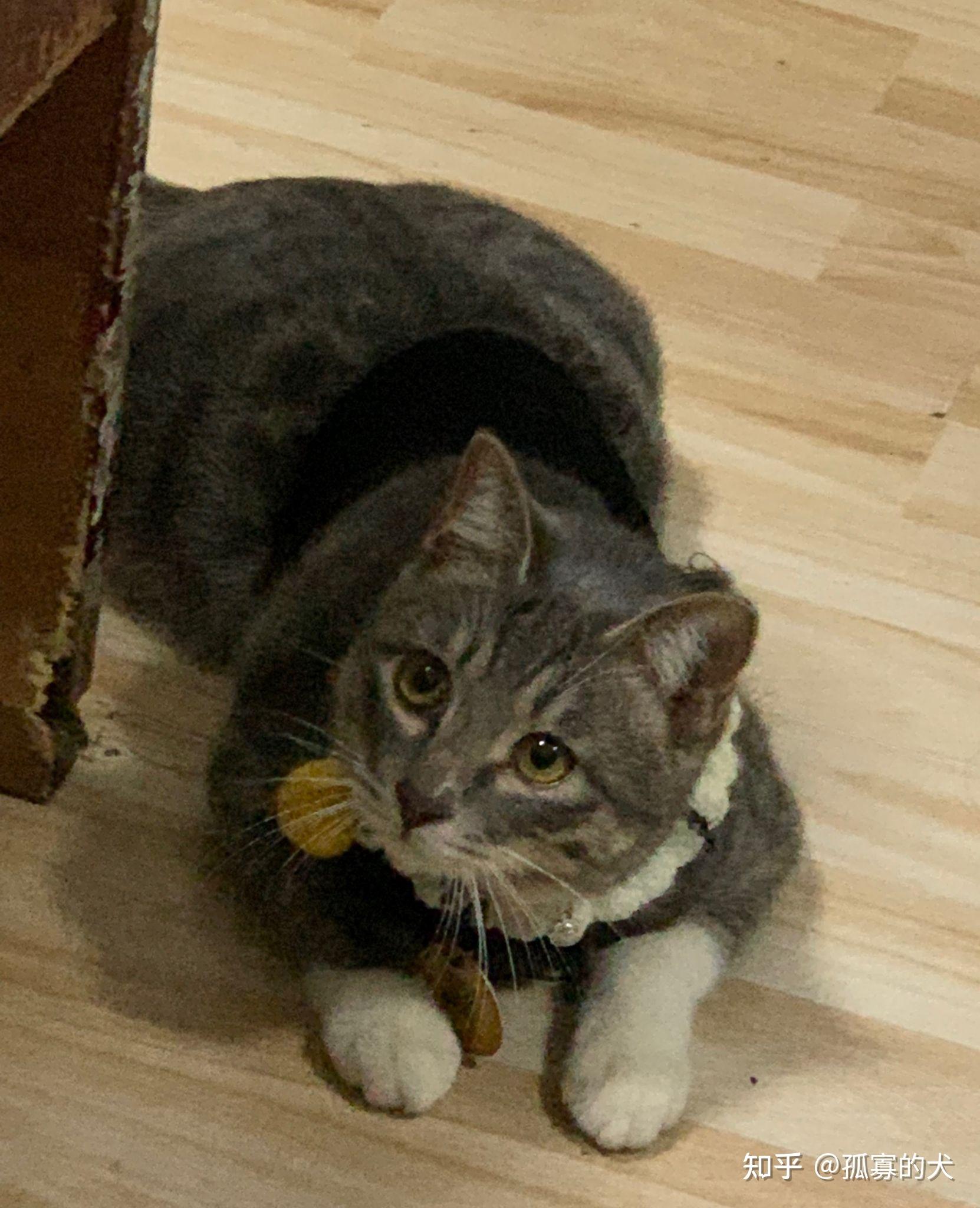 灰色狸花猫罕见吗