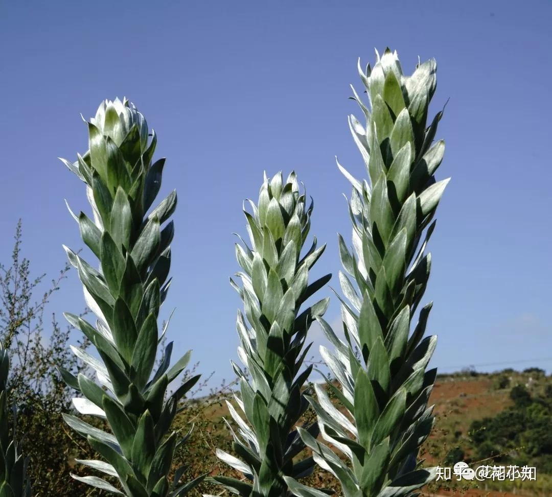 南非花材介绍：遇上火灾才能发芽的南非植物之”非洲郁金香“木百合 - 知乎