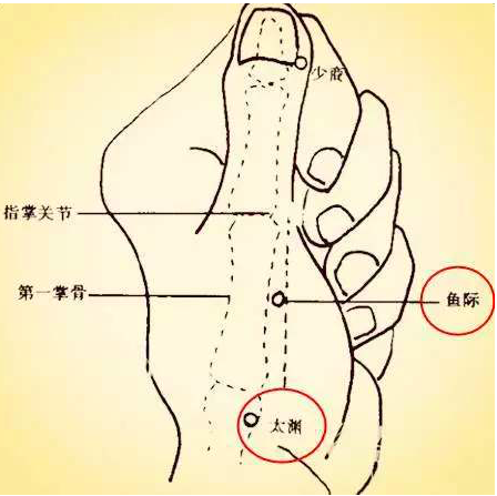 這個穴位在我們的手掌側第一掌握的中點,赤白肉際的地方,它叫魚際穴