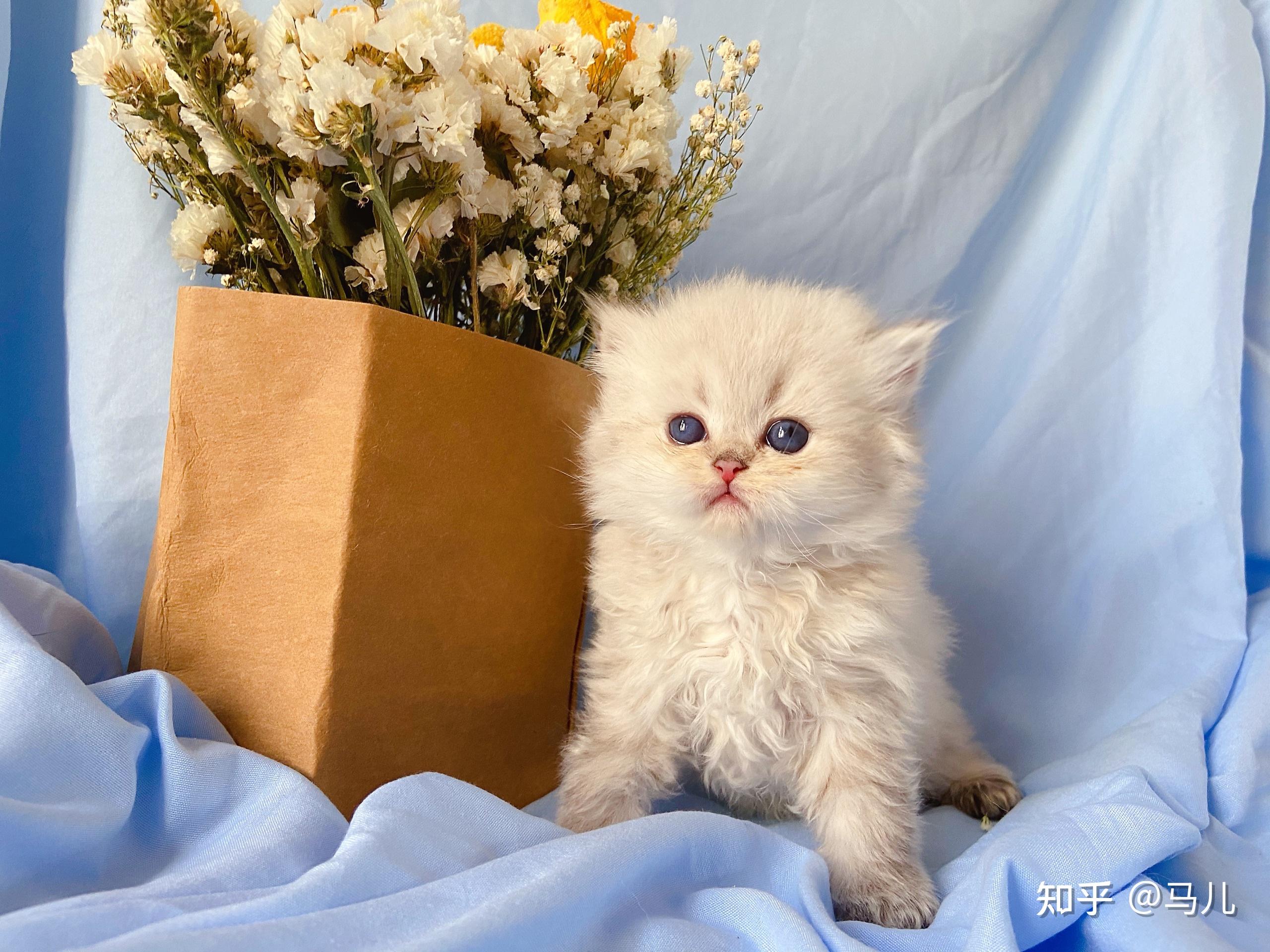 金点长毛 - 知乎