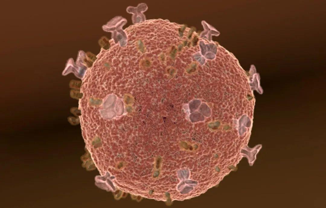 新冠病毒变异过程图片图片