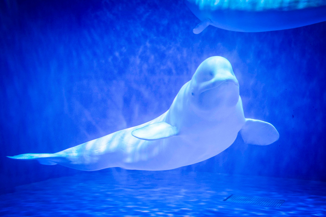 打卡重庆超梦幻海世界开启一天一夜的海洋奇遇记