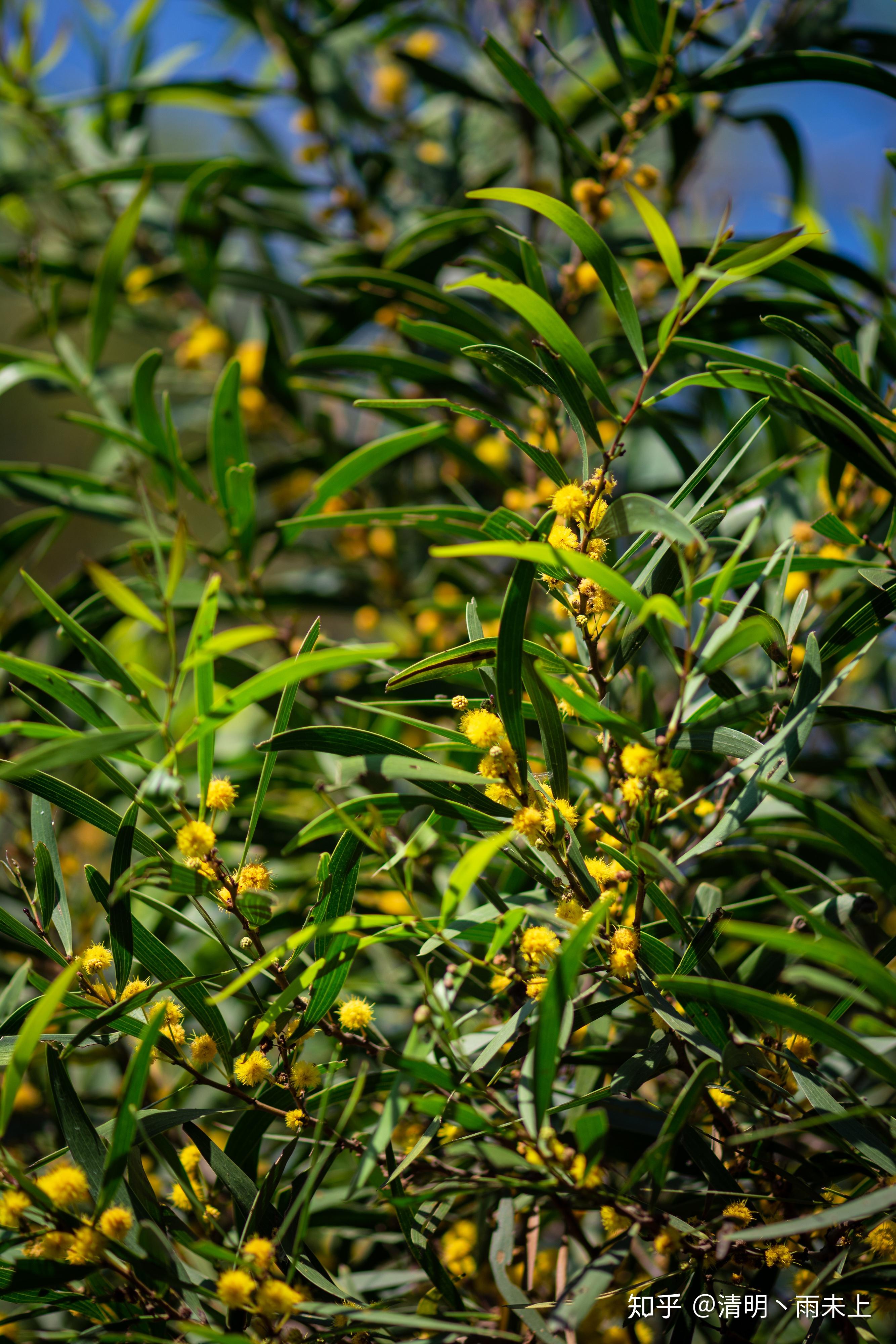 科属:豆科,相思树属别名:相思树,台湾相思树图片