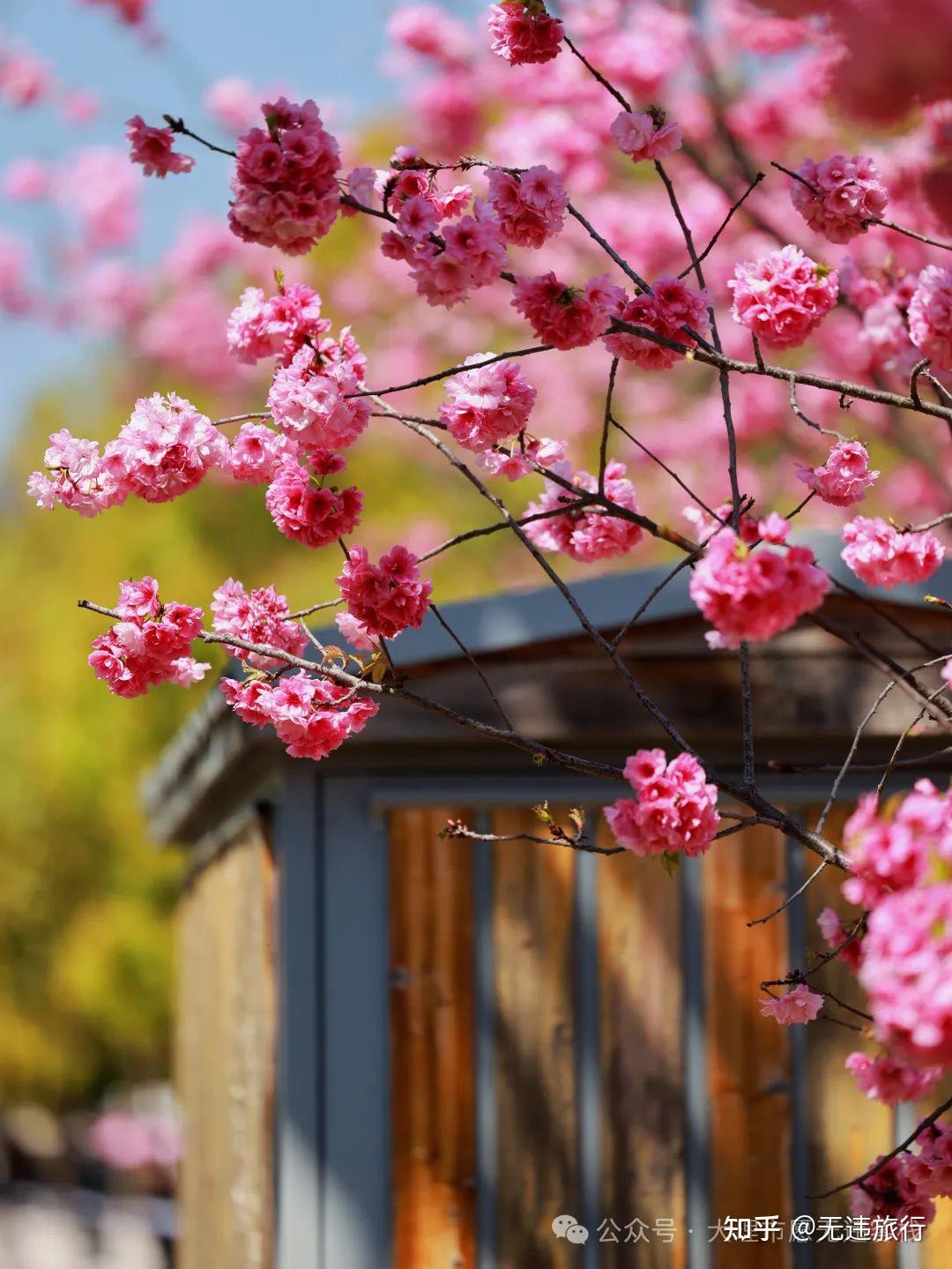 2024年马龙樱花节有爱必达赏花正当时附详细攻略