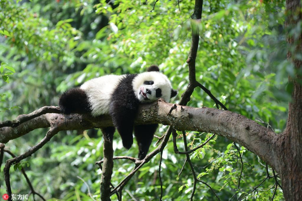 中国的国宝动物是熊猫 韩国竟是它 知乎