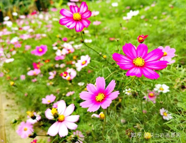 静候格桑花开 格桑花开 丹若网 静候格桑花开 格桑花开 丹若网