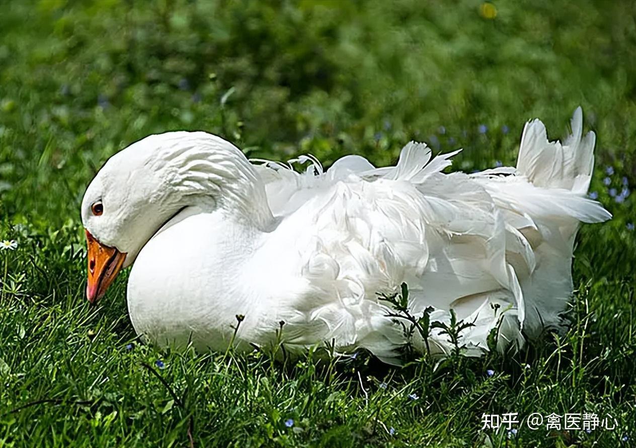 19种水禽常见疾病的诊断和防治(收藏版)_广东高山动物药业有限公司