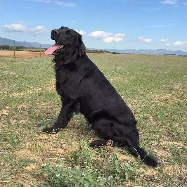 黑色的金毛犬你见过没