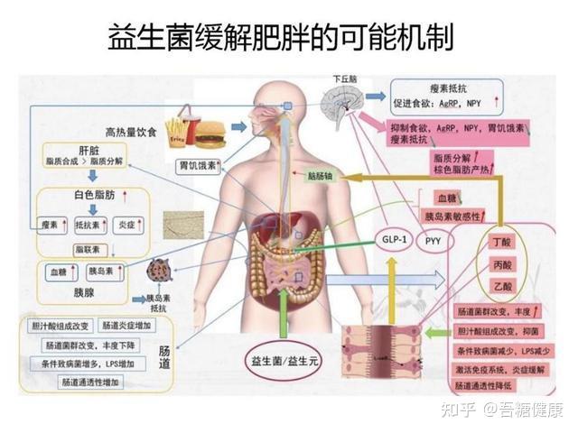 益生菌对人体健康有什么作用不同的益生菌发挥作用的机制又是什么呢