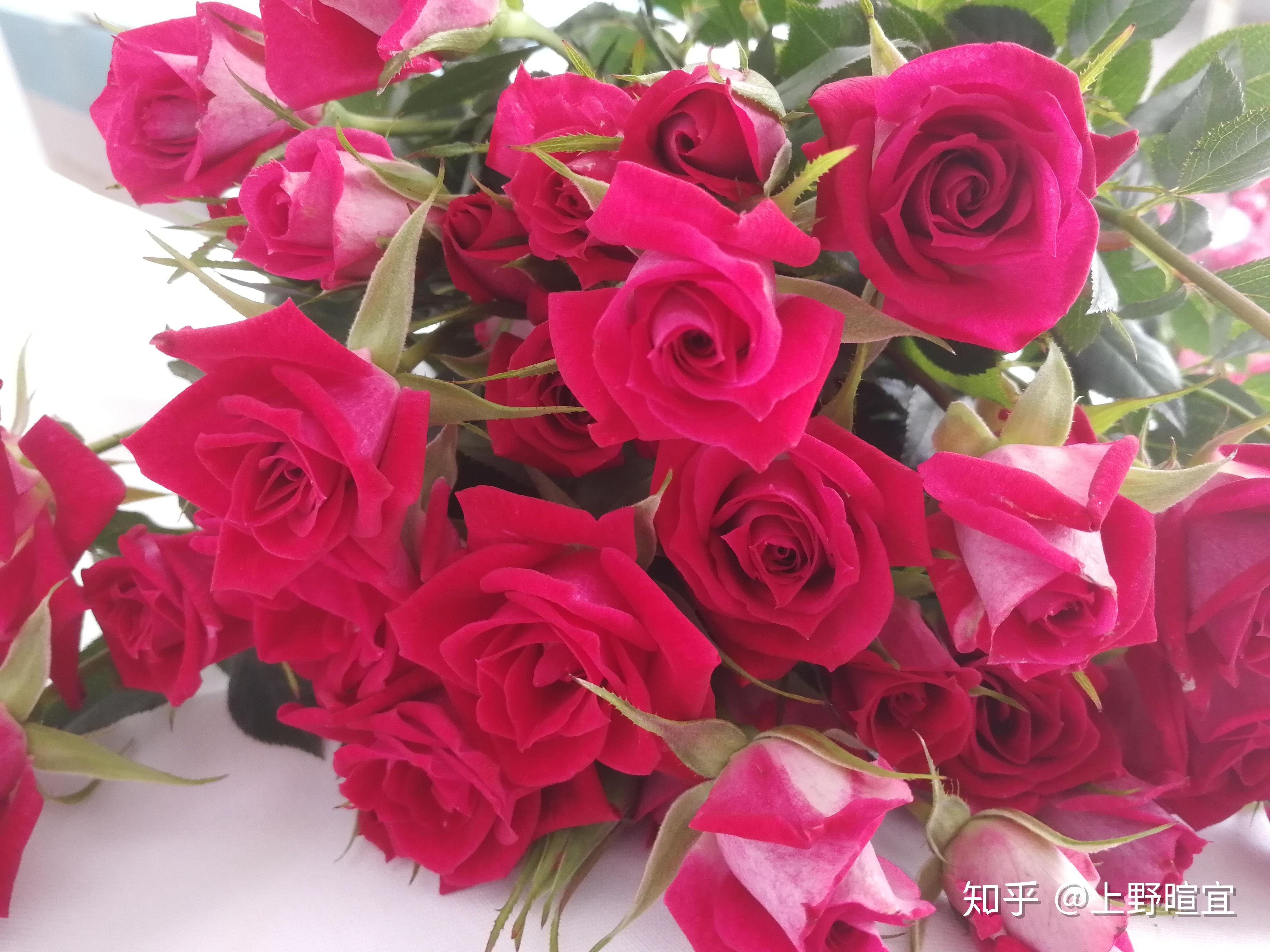 100种玫瑰之48波塞尼娜