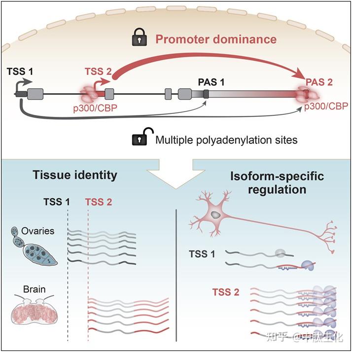 Cell：揭示对大多数基因而言，转录开始位点决定了转录结束位点 - 知乎