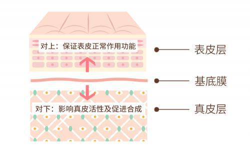 基底膜带位于表皮层和真皮层中间.