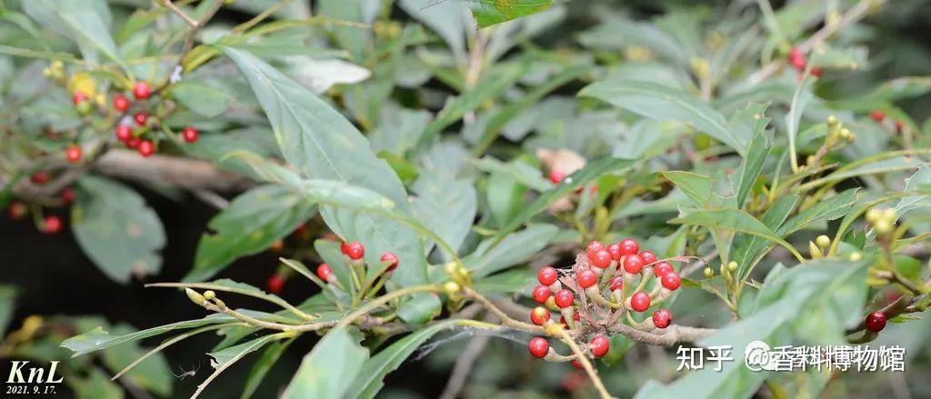 唐朝皇家梵香来自何方揭开詹糖香的神秘面纱