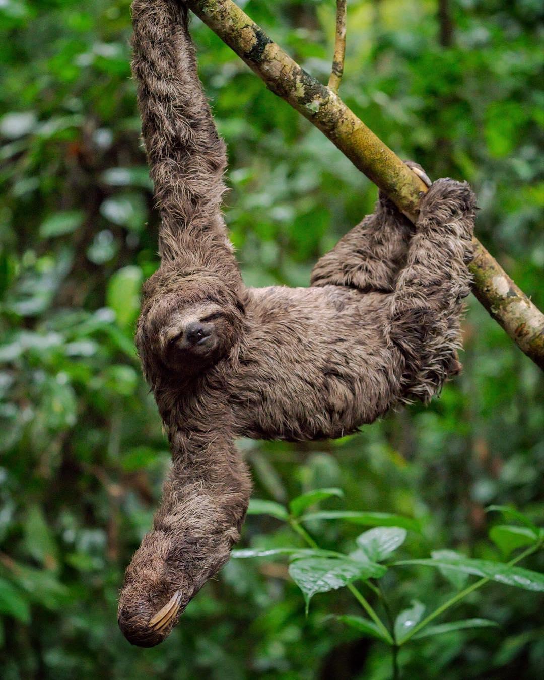 深入亚马逊雨林探寻动物王国的秘密