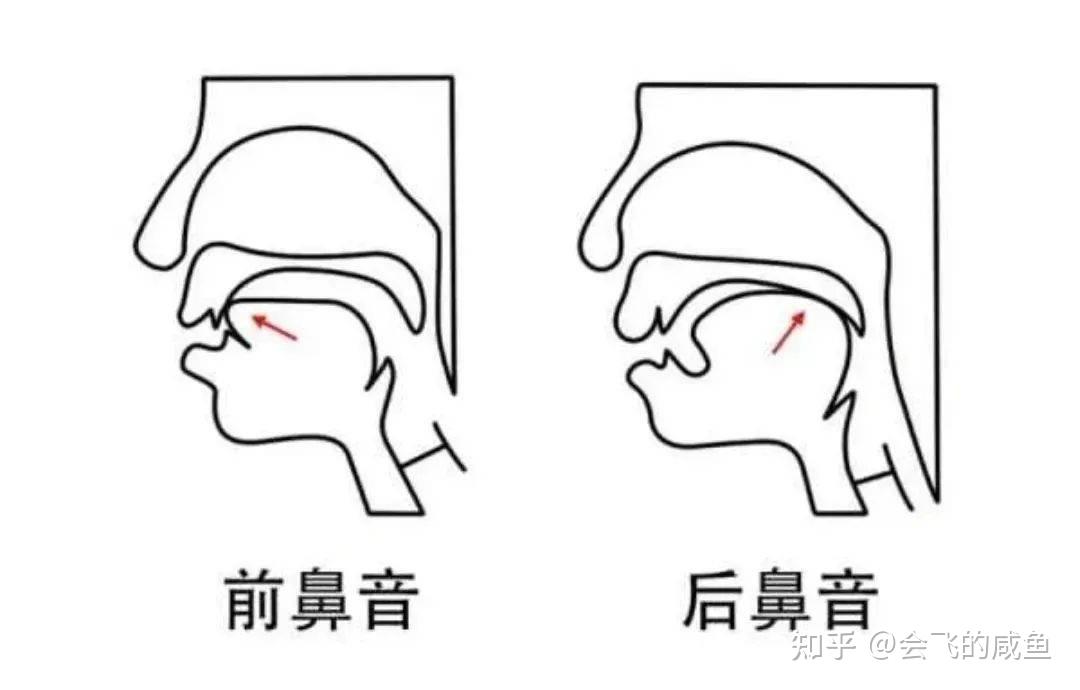 從發音的原理上講:前鼻音是舌前部翹起,接觸硬顎前部,堵塞口腔,軟顎