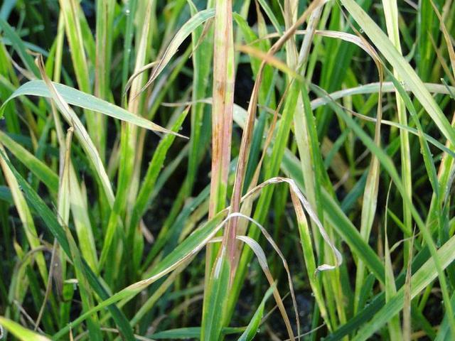 粮棉油种植水稻上的主要病害如何防治