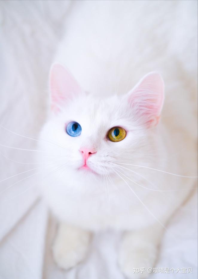 这几款爆火中华田园猫，乖巧活泼，人见人爱- 知乎