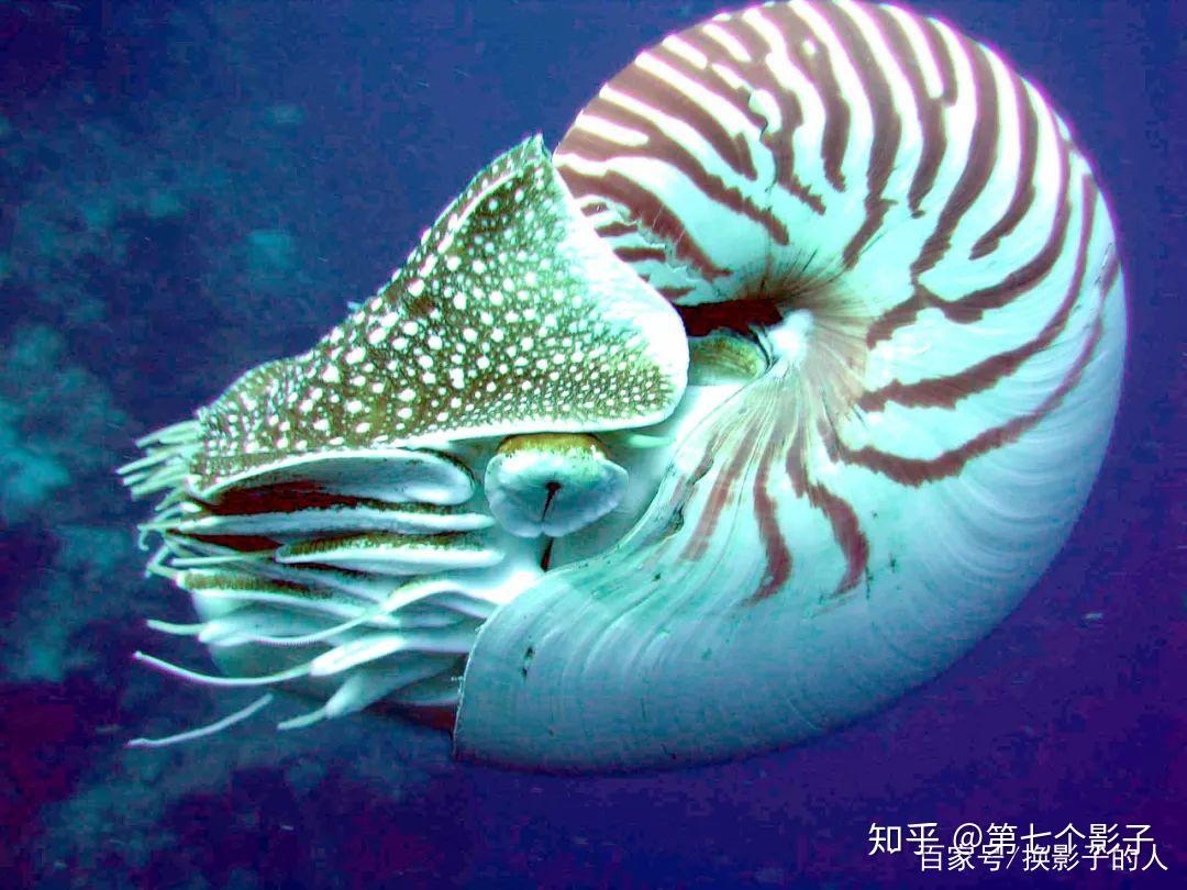 鹦鹉螺:穿越5亿年的"活化石",祖先曾是海洋顶级王者 - 知乎