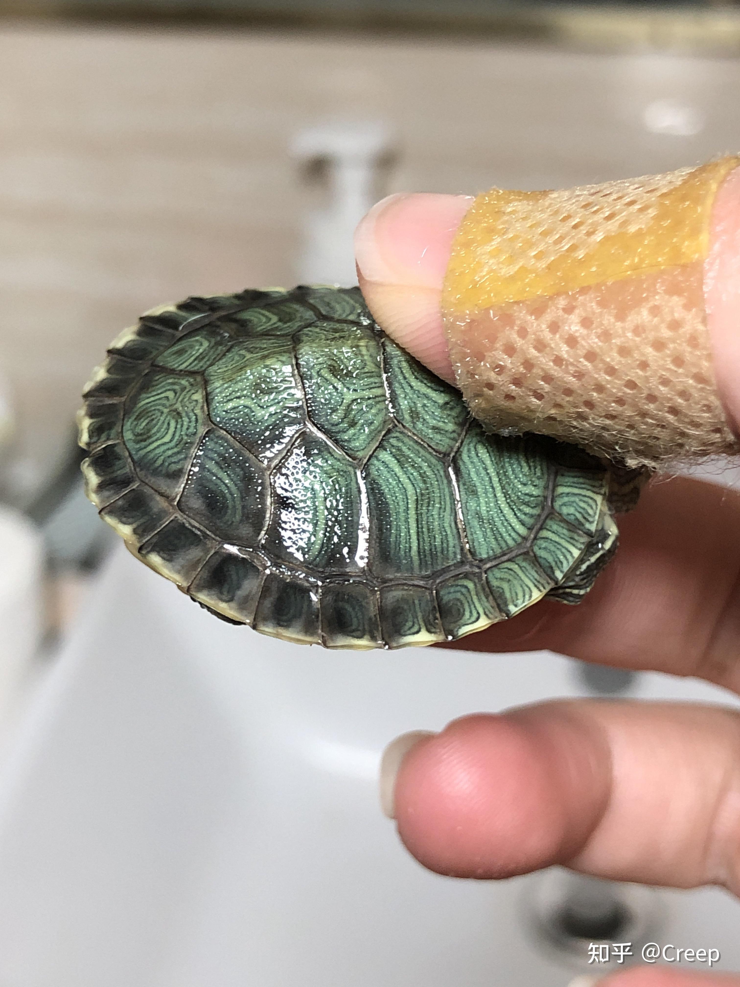 巴西龟的生长纹图片