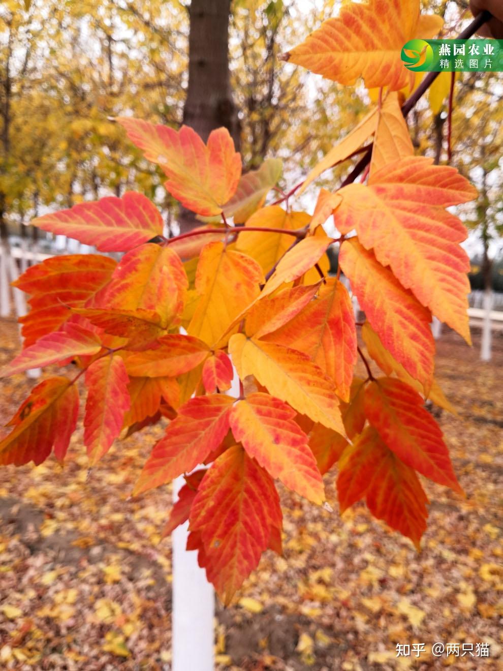 一路开挂的彩叶树种凤凰梣叶槭