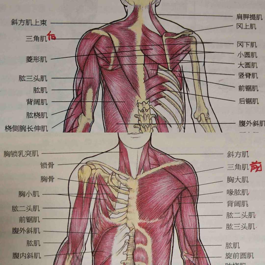 人体肩部结构图解大全图片